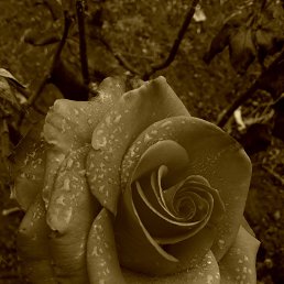 ���� Dumitru, �����, 37 ��� - ��������� 13 ����� 2023