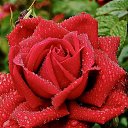 ���� ������, �����������, 39 ��� - ��������� 23 ������ 2023