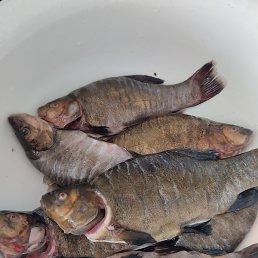 �������, ������, 52 ����