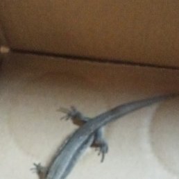 ������, ������, 49 ���