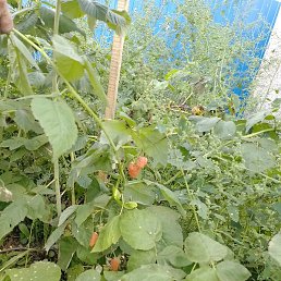 ������, ������� ��������, 44 ����