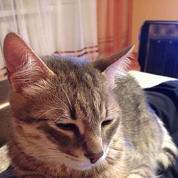 Viktoria, ������, 26 ���