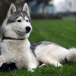 �����, ���������, 54 ����