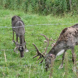 �������, ������, 51 ���