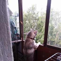 ������, ��������, 55 ���