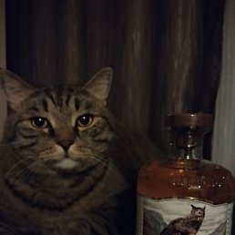 ����, ����, 38 ���