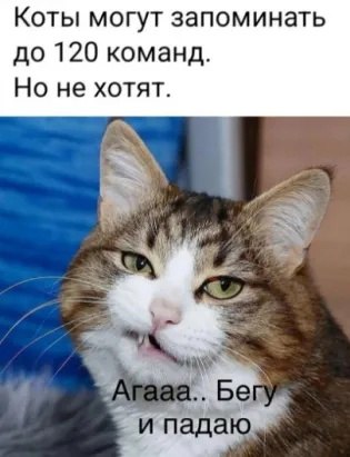 �������� - 8 ���� 2023 � 11:33