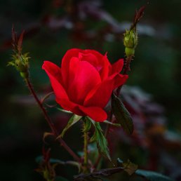 �����, ���������, 34 ����