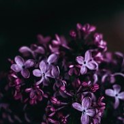 �������, 26 ���, ������