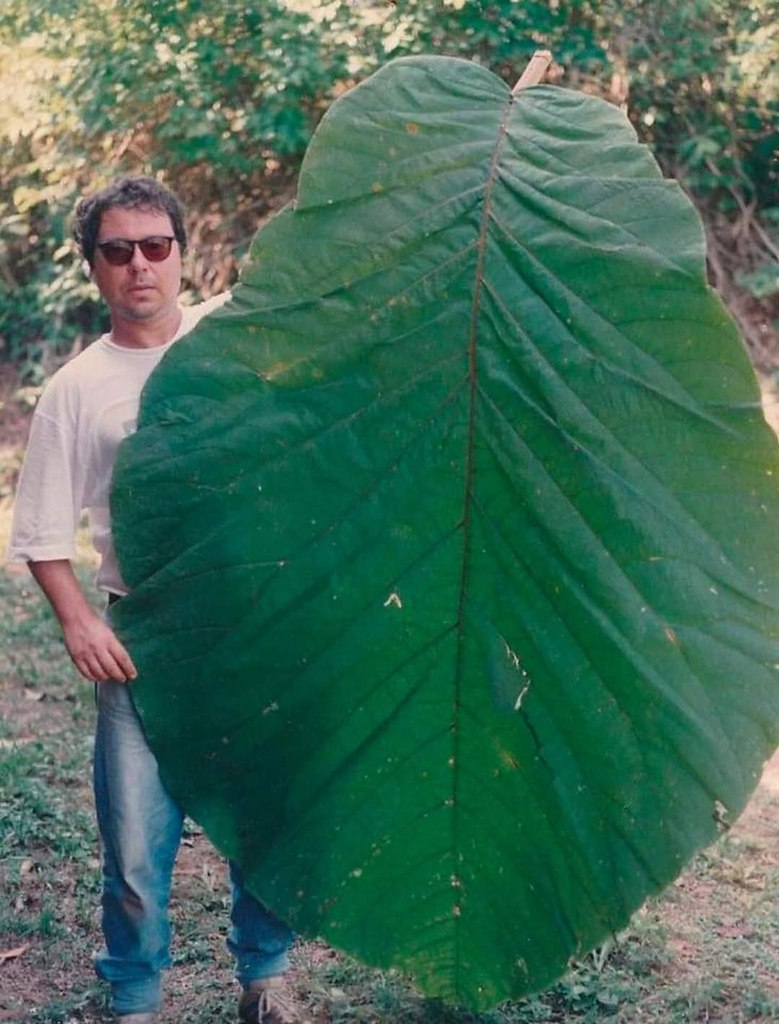 Coccoloba gigantifolia дерево