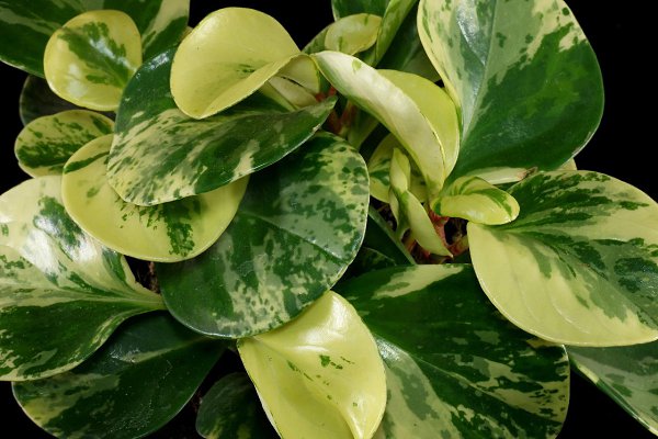    (Peperomia). -  ,   1000  ...