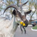  ., , 69  -  12  2023    