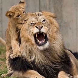 �������, �����, 38 ���