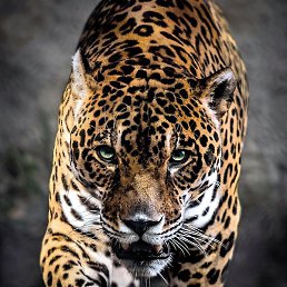 ��� ���, ������, 33 ����