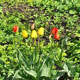 �����, �����-���������, 46 ���