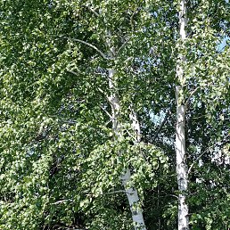 ���� �����, ������, 60 ��� - ��������� 18 ���� 2023