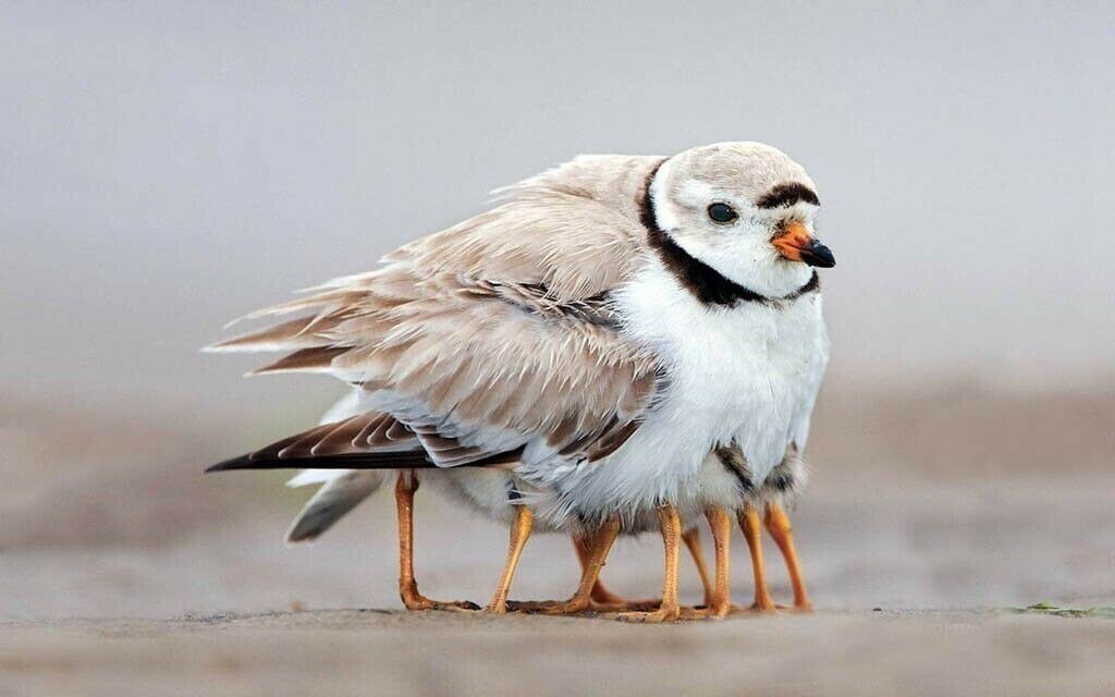   ,           .   ... - 8