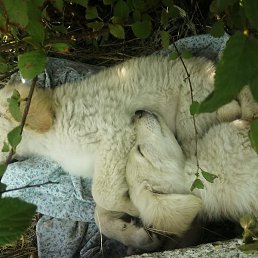 �����, ���������, 51 ���