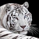 ���� ��������, �����, 37 ��� - ��������� 22 �������� 2023