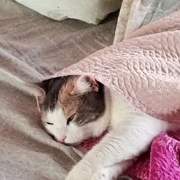 �����, ������, 44 ����