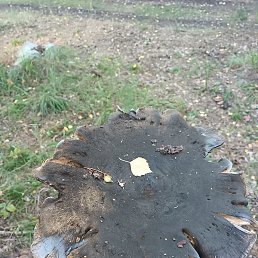 �������, ������, 33 ����