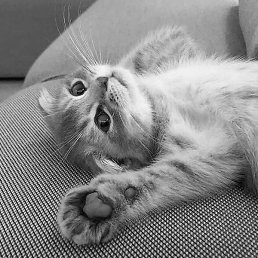 Jasurbek, ��������, 25 ���