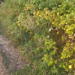 �����, ���������, 30 ���