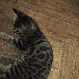 �������, ����, 43 ����