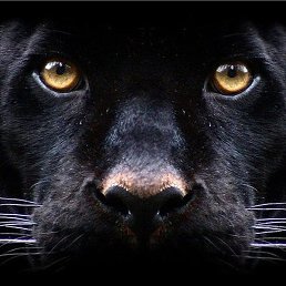 ������, ����, 53 ����