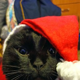 ����, �����������, 50 ���