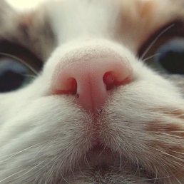 �����, �����, 52 ����