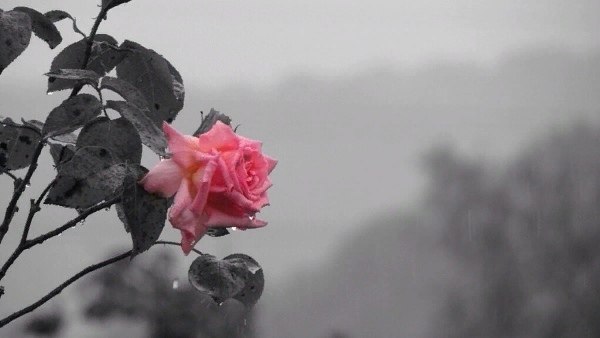 Последняя роза в осеннем букете.Всплакнула росой, вспоминая о лете,Когда в море солнечных тёплых ...