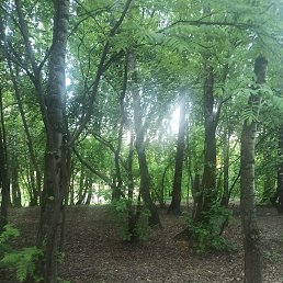 ��������, ������, 40 ���