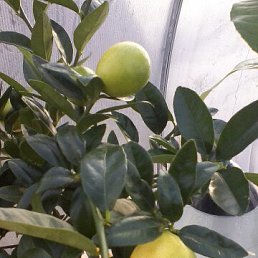 ���� Viktor, ����, 59 ��� - ��������� 5 ����� 2023