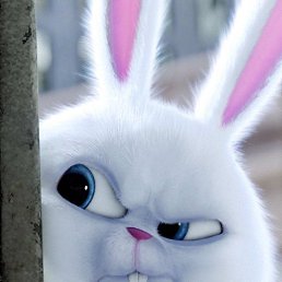 ������q, ������, 35 ���