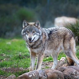 �����, �����������, 39 ���