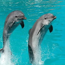 ����, ��������, 61 ���