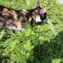 ������, ������, 62 ����