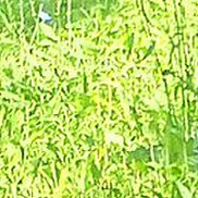 �������, 48 ���, ������