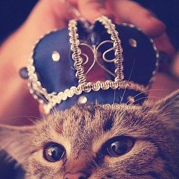 ����, �����������