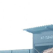 �����, 41 ���, ������