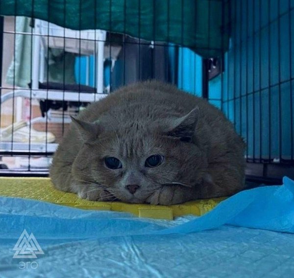 Пермский кот Крошик, который сильно поправился и не мог ходить начал худеть! Напомню, что им ... - 2