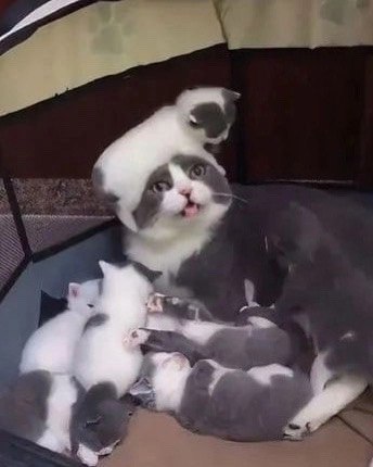 a  - o . a -   -  . - 2