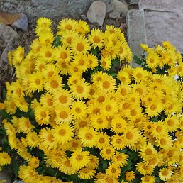 ����, �����������