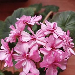 �����, �����-���������, 62 ����