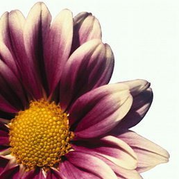 ����, ������, 45 ���