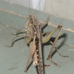 ��������, �����������, 70 ���