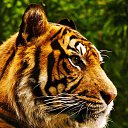 ���� Seregatru, ������, 36 ��� - ��������� 13 ������ 2025 � ������ ���� ����������