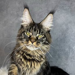 ���������, �������, 41 ���