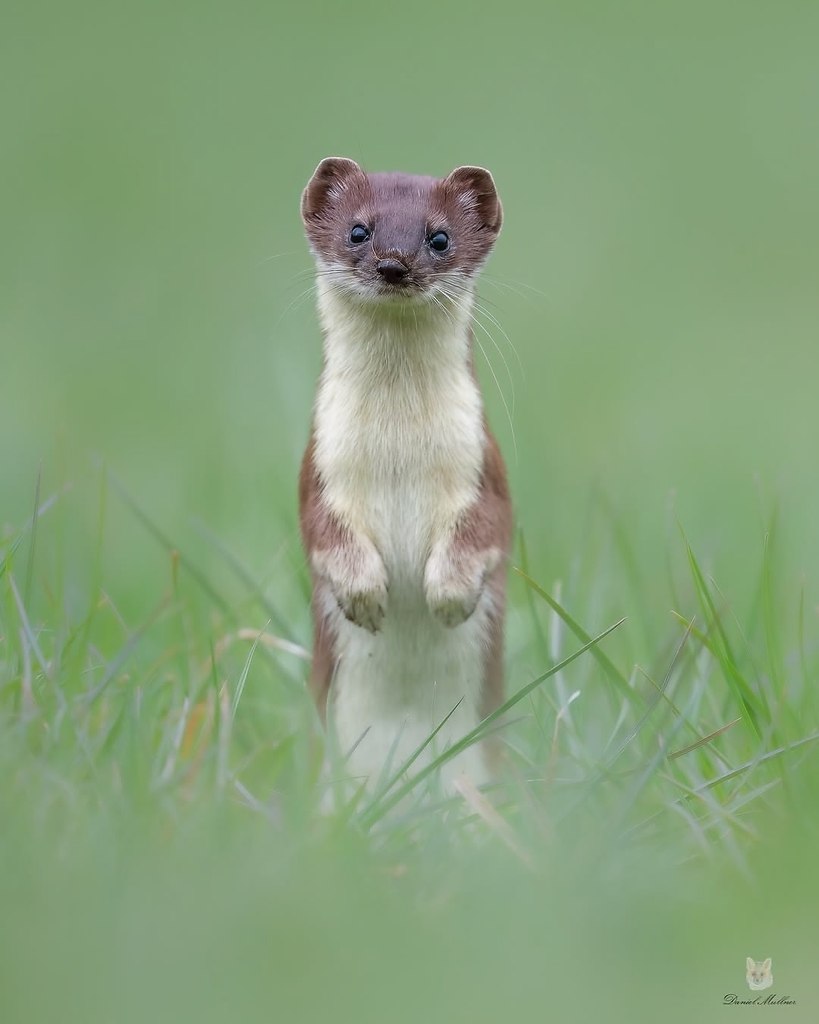 Коллекция горностаев от фотографа Даниэля Мюльнера - 7